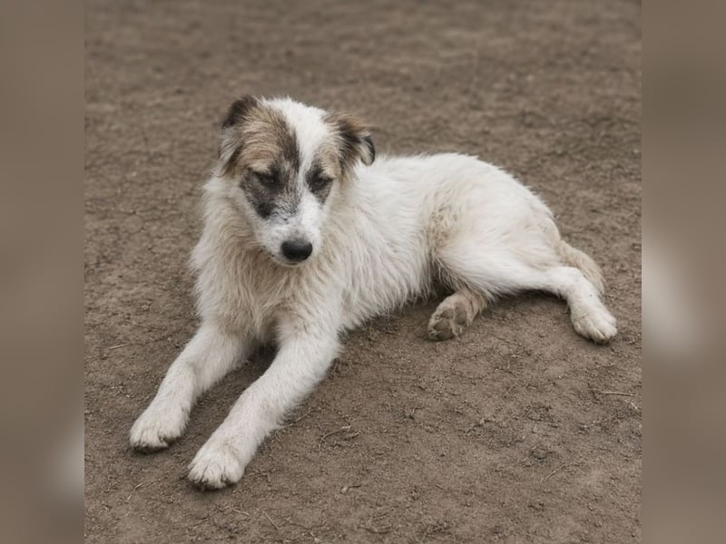 Buddy - will dein bester Freund werden!