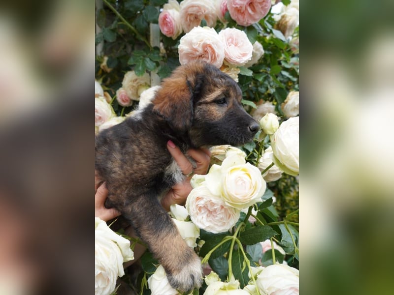 Raya - flauschig süß, verzaubert sie dich?
