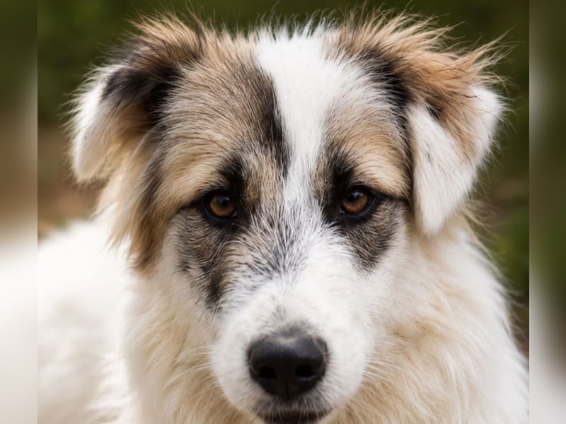 Buddy - will dein bester Freund werden!