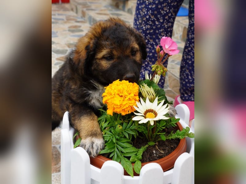 Raya - flauschig süß, verzaubert sie dich?