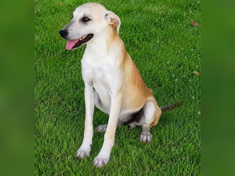 Pico - kleiner Entdecker sucht Abenteuer!