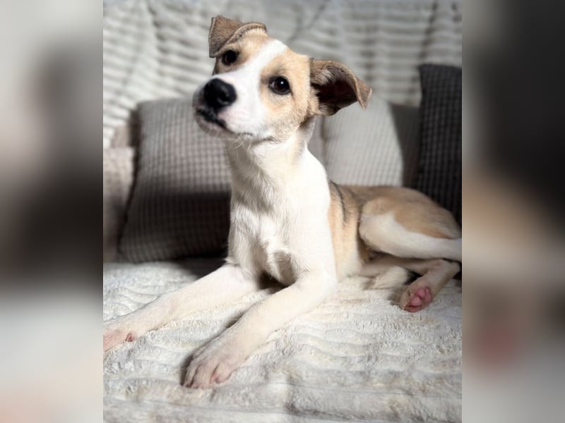Tobi - liebt Menschen!