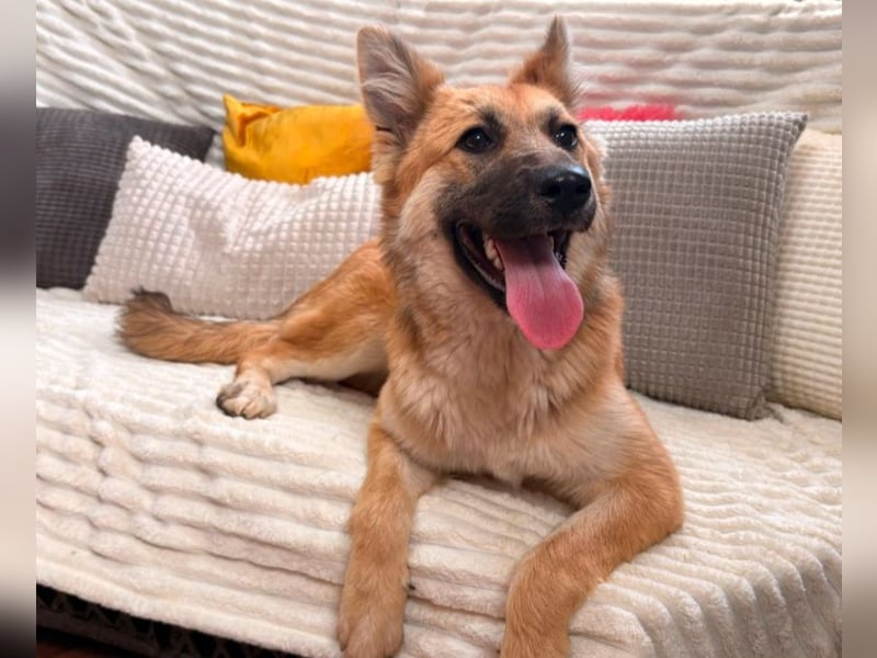 Sandy - halb Fuchs, halb Hund!