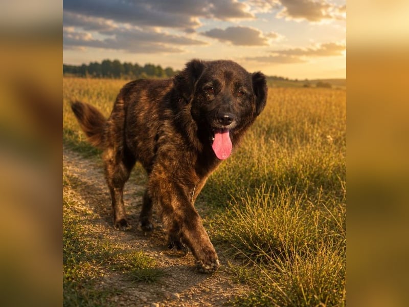 Emmi - schwarze Lady sucht ihre Familie!