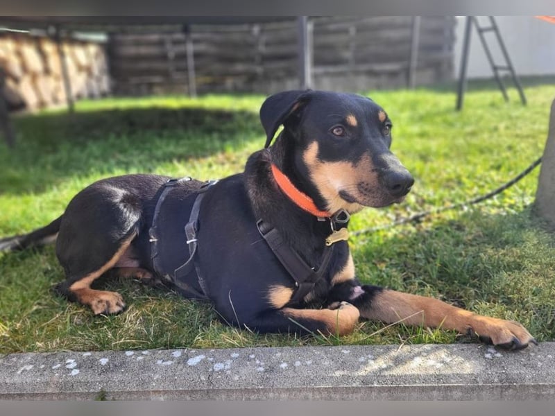 Benny - sucht Menschen mit Hundeverstand