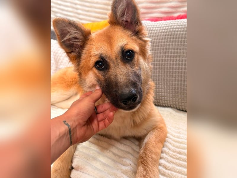 Sandy - halb Fuchs, halb Hund!