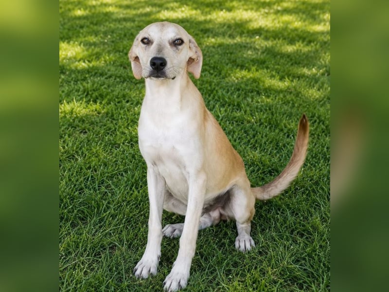 Pico - kleiner Entdecker sucht Abenteuer!
