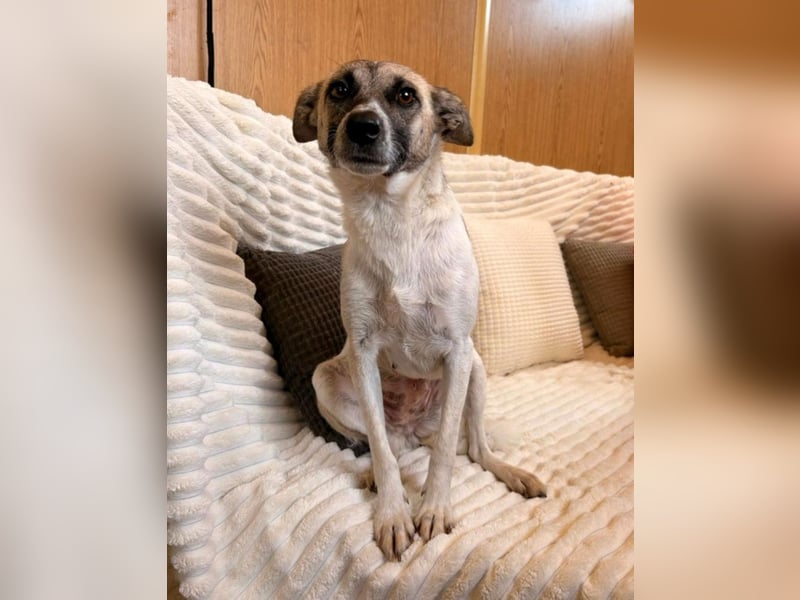 Zoey - sanfte Seele sucht ihr Zuhause!