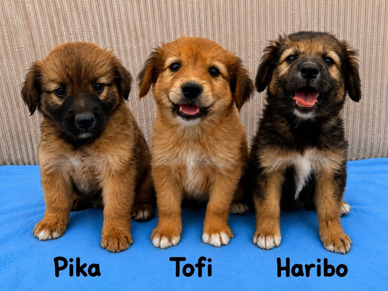Tofi - Zuckerschnute sucht dich!