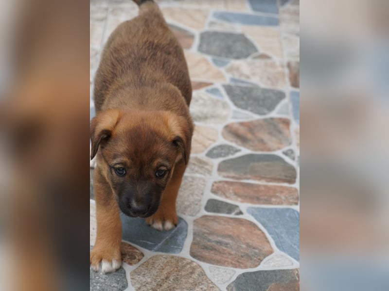 Luna - kleine Lady sucht ihre Familie!