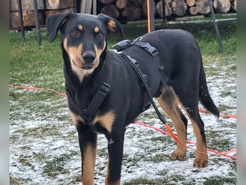 Benny - sucht Menschen mit Hundeverstand