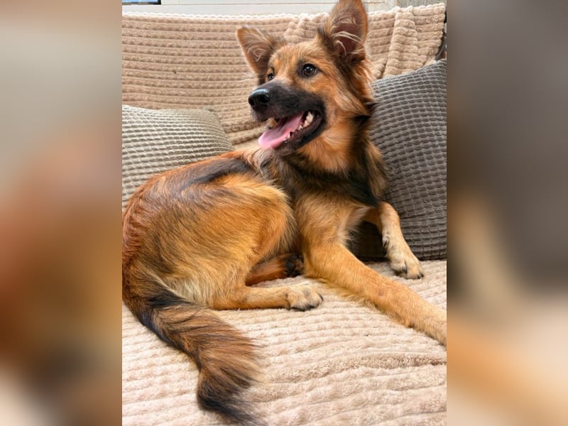 Benji - Halb Fuchs, Halb Hund!