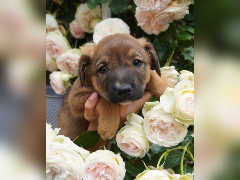 Luna - kleine Lady sucht ihre Familie!
