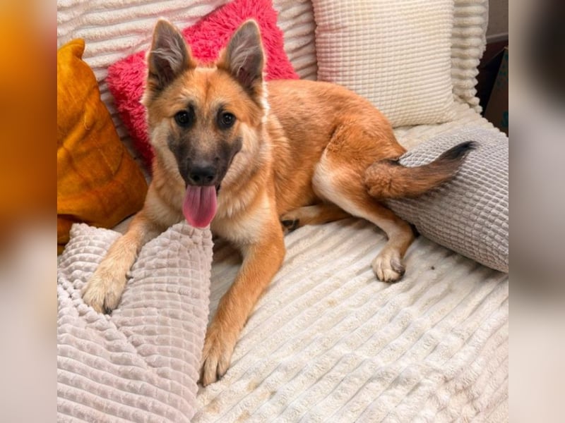 Sandy - halb Fuchs, halb Hund!