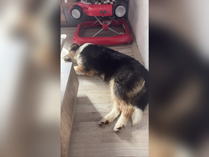 Moka - junger Wirbelwind sucht dich!