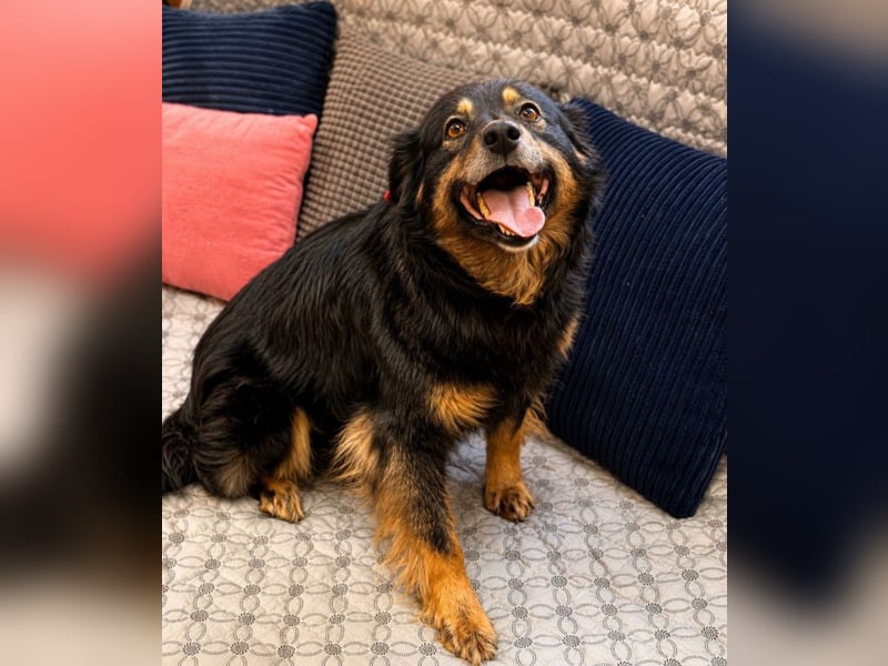 Mimi - sanfte Lady auf 4 Pfoten!