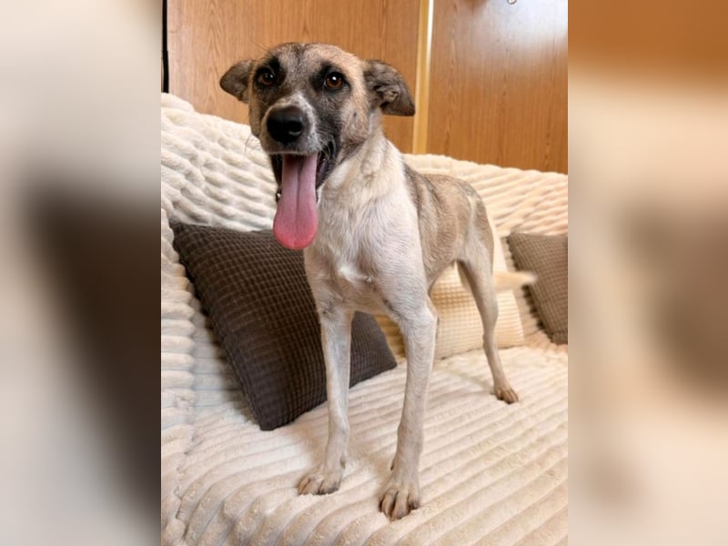 Zoey - sanfte Seele sucht ihr Zuhause!
