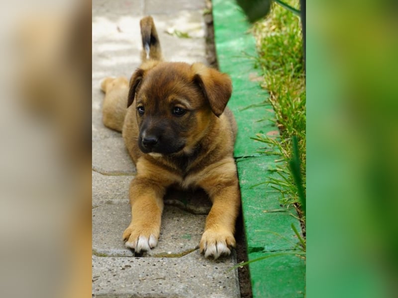 Luna - kleine Lady sucht ihre Familie!