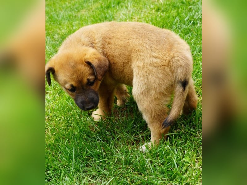 Luna - kleine Lady sucht ihre Familie!