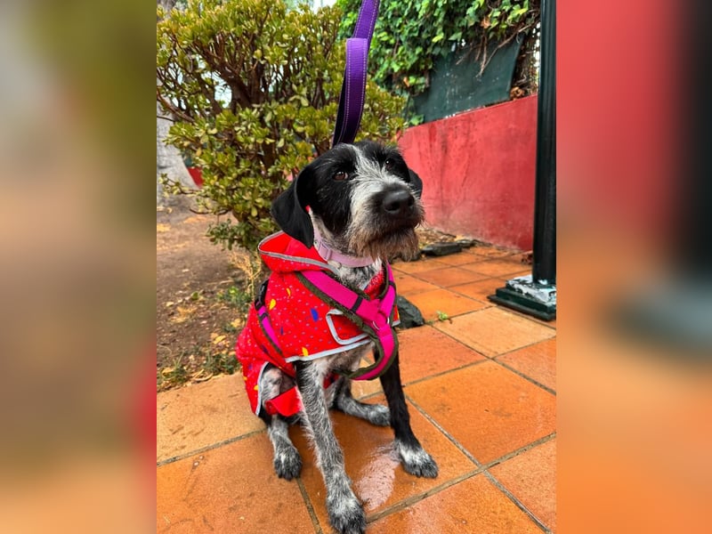 Frida
