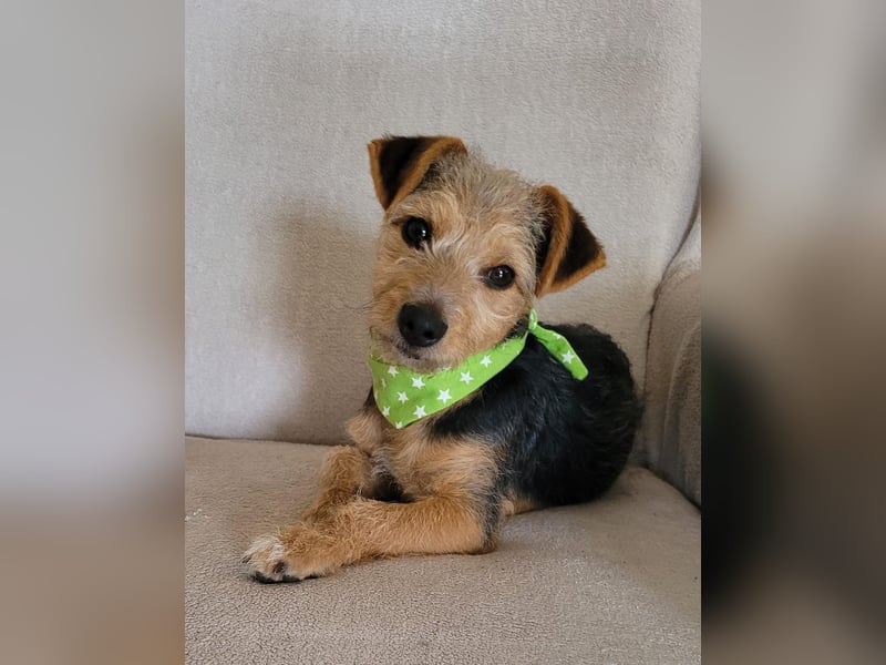 Bobby - befindet sich auf einer Pflegestelle in 55765 Birkenfeld