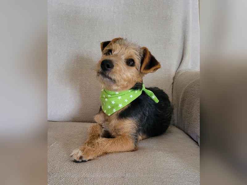 Bobby - befindet sich auf einer Pflegestelle in 55765 Birkenfeld