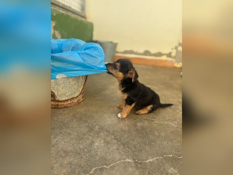 Bobby - befindet sich auf einer Pflegestelle in 55765 Birkenfeld