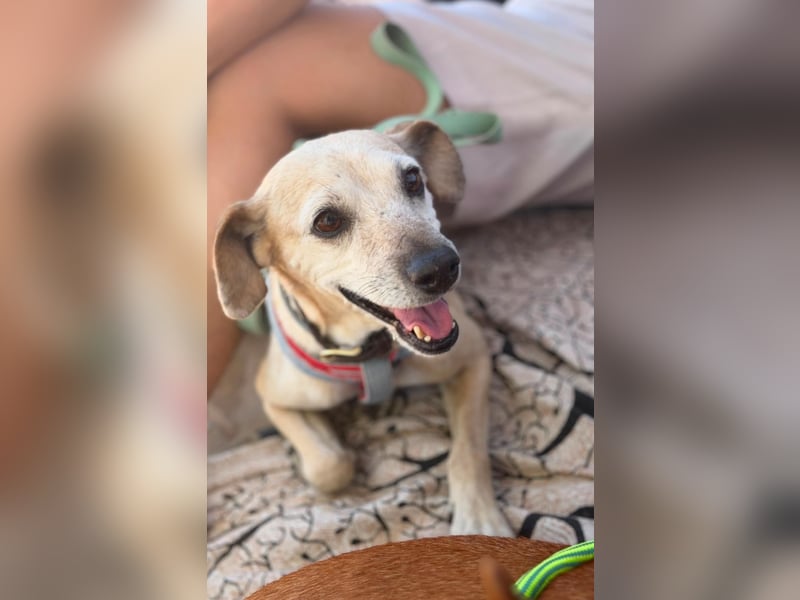 Natilla