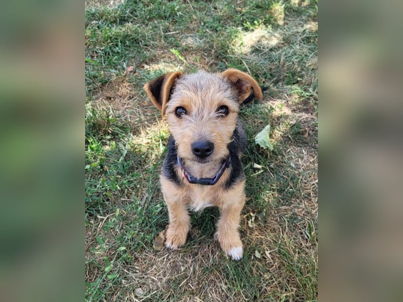 Bobby - befindet sich auf einer Pflegestelle in 55765 Birkenfeld