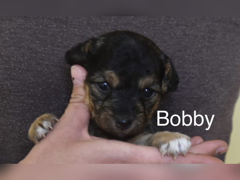Bobby - befindet sich auf einer Pflegestelle in 55765 Birkenfeld