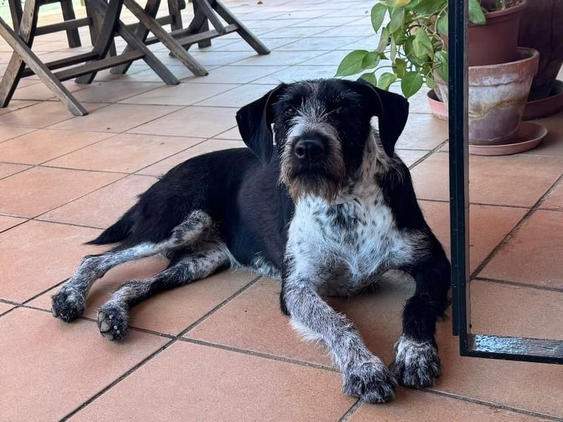 Frida