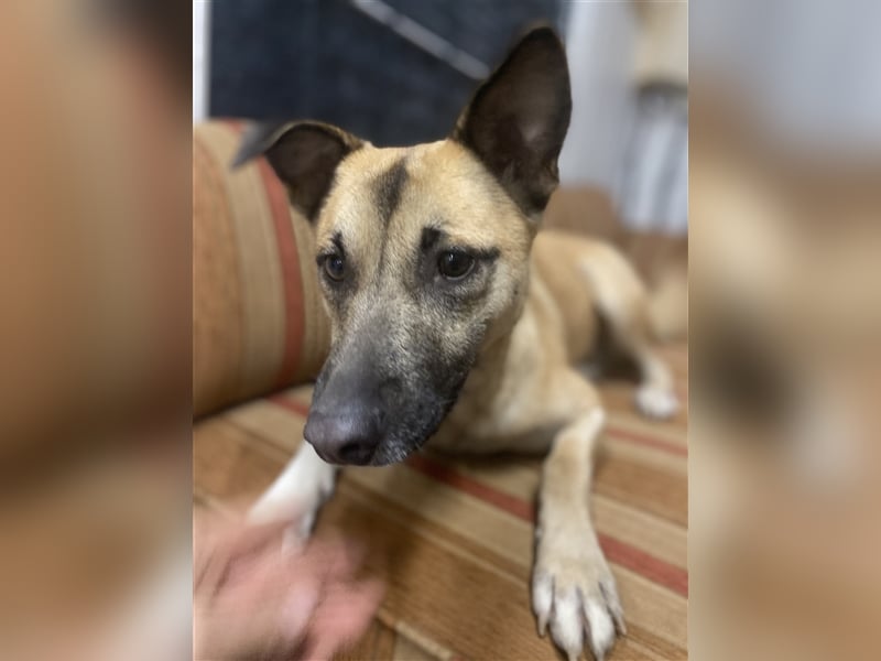 Unsere Cassie ist bereit für ihr Immerzuhause❤️