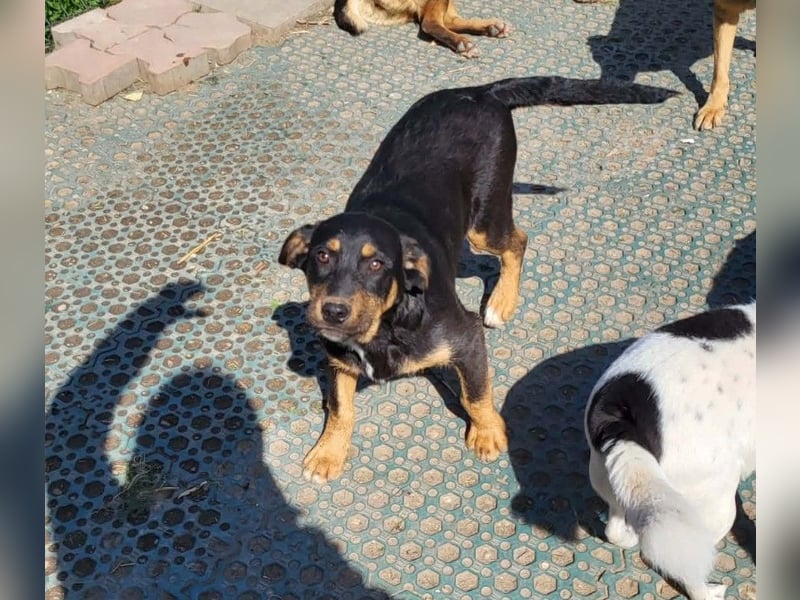 GEO *bei unserer Pflegestelle in 88167 Gestratz*