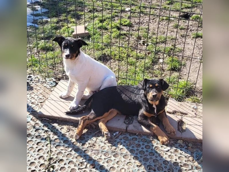 GEO *bei unserer Pflegestelle in 88167 Gestratz*