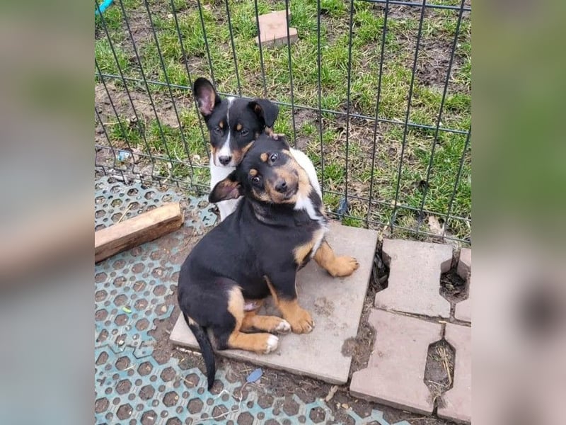 GEO *bei unserer Pflegestelle in 88167 Gestratz*