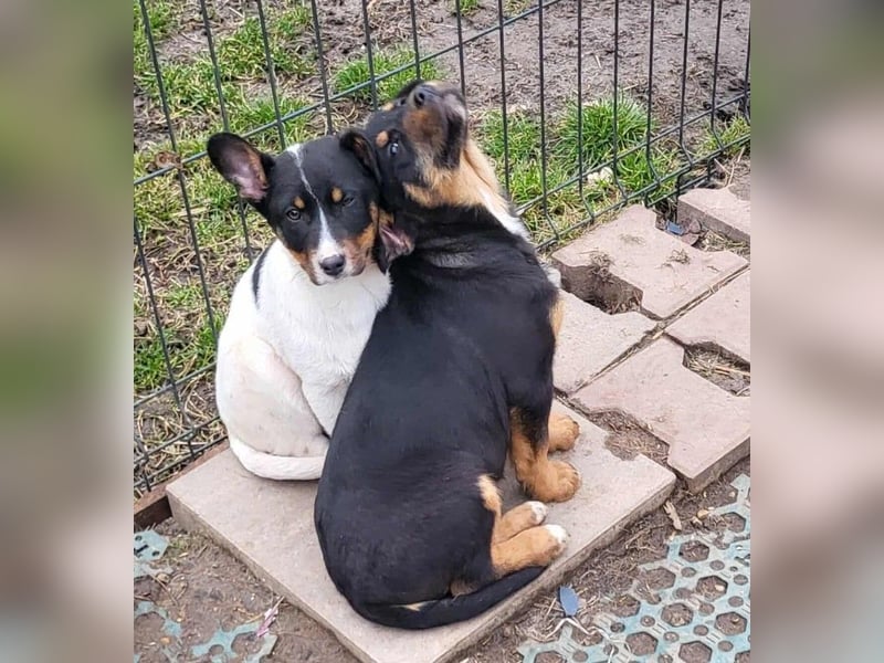 GEO *bei unserer Pflegestelle in 88167 Gestratz*