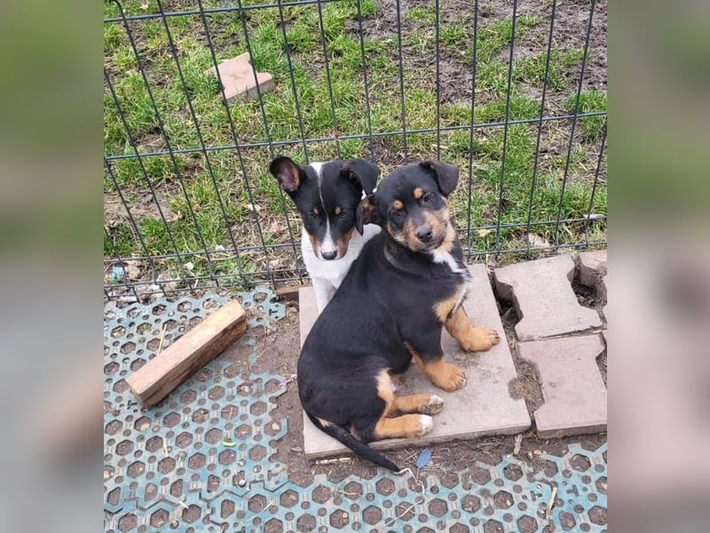 GEO *bei unserer Pflegestelle in 88167 Gestratz*