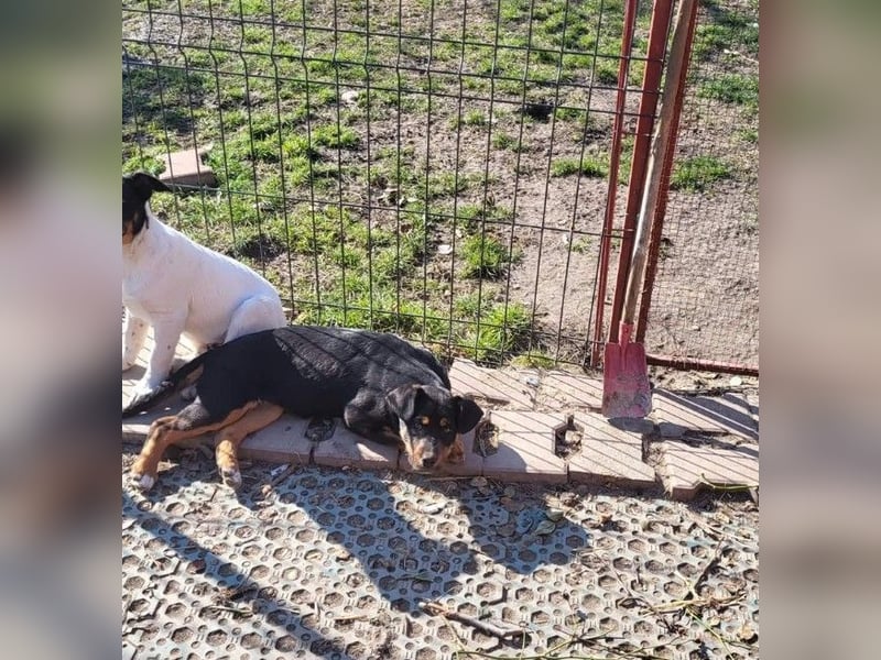 GEO *bei unserer Pflegestelle in 88167 Gestratz*