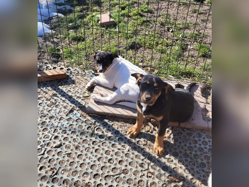 GEO *bei unserer Pflegestelle in 88167 Gestratz*