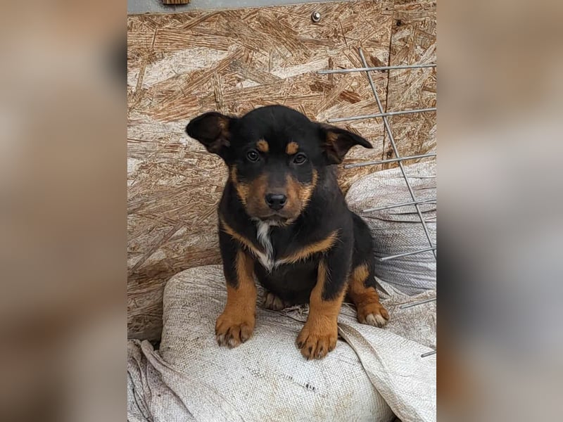 GEO *bei unserer Pflegestelle in 88167 Gestratz*