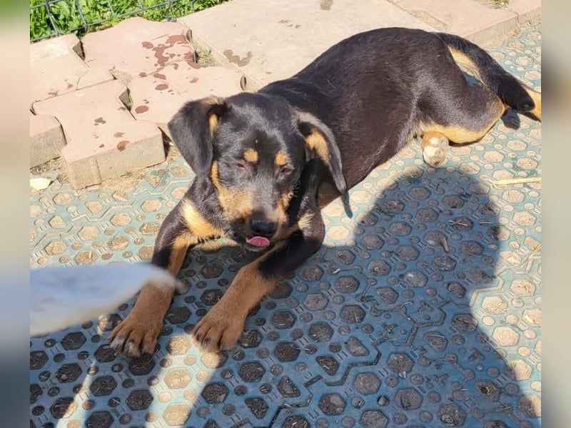 GEO *bei unserer Pflegestelle in 88167 Gestratz*