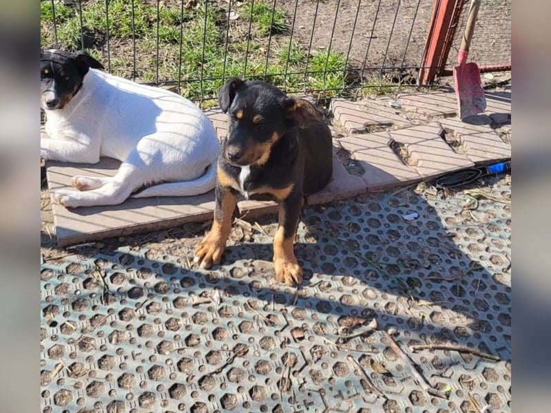 GEO *bei unserer Pflegestelle in 88167 Gestratz*