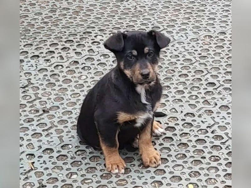 GEO *bei unserer Pflegestelle in 88167 Gestratz*