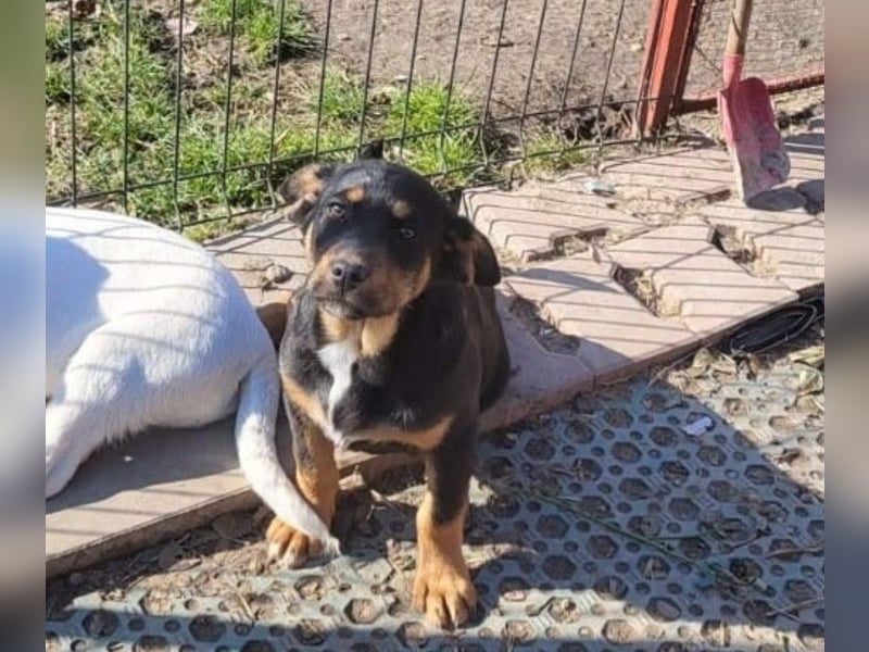 GEO *bei unserer Pflegestelle in 88167 Gestratz*