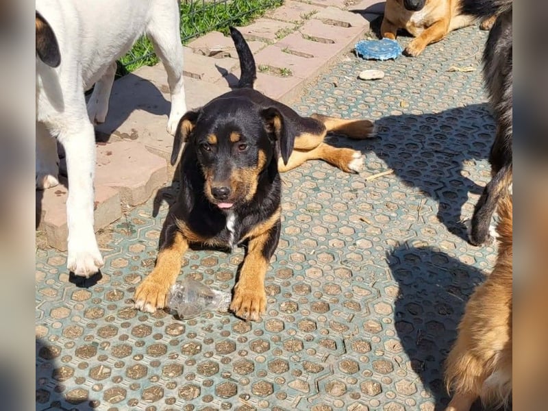 GEO *bei unserer Pflegestelle in 88167 Gestratz*