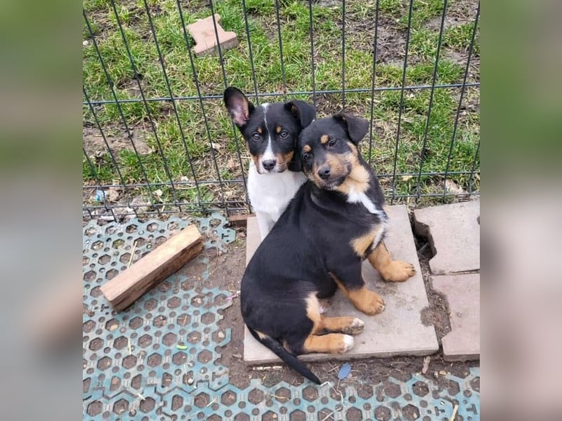 GEO *bei unserer Pflegestelle in 88167 Gestratz*