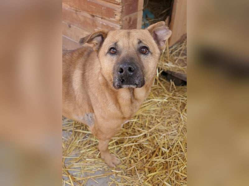 CHARLY - tapfer & voller Lebensfreude sucht seine Herzensmenschen