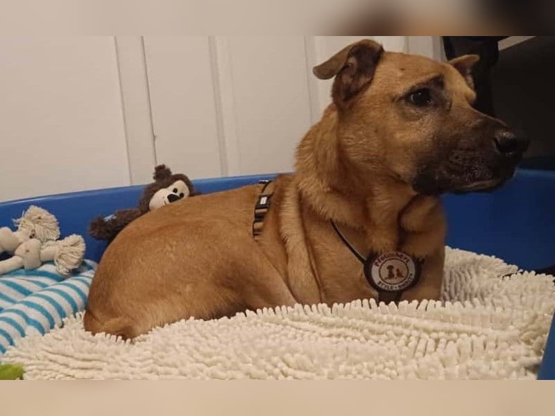 CHARLY - tapfer & voller Lebensfreude sucht seine Herzensmenschen