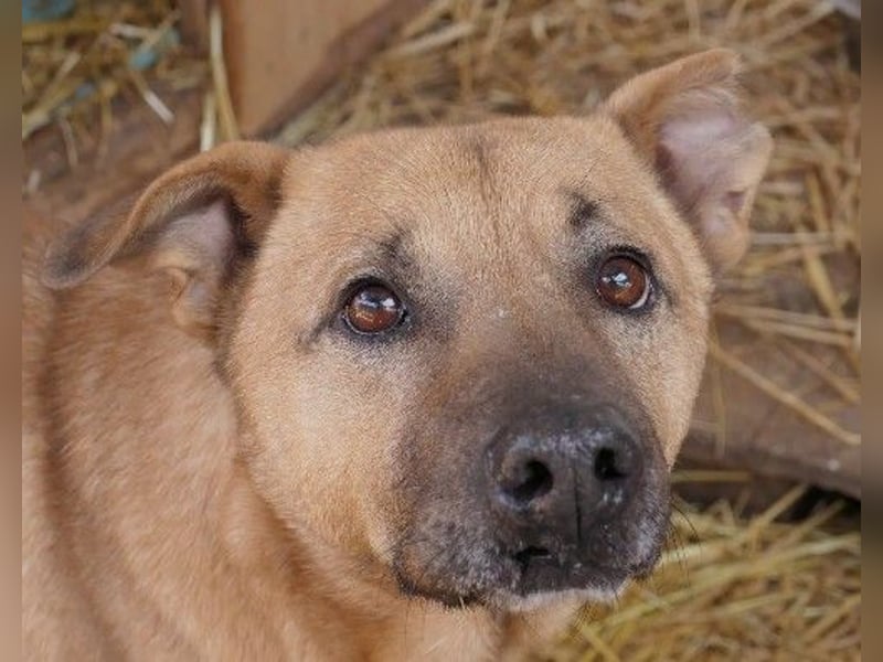 CHARLY - tapfer & voller Lebensfreude sucht seine Herzensmenschen