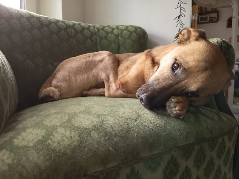 CHARLY - tapfer & voller Lebensfreude sucht seine Herzensmenschen